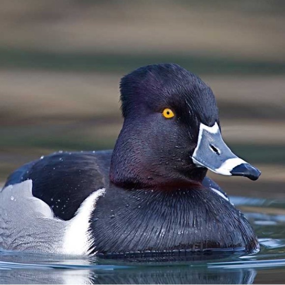 Vintage Life Sized Ring-Necked Duck Drake Decoy. Artist carved & texturized 2003 - Picture 10 of 13